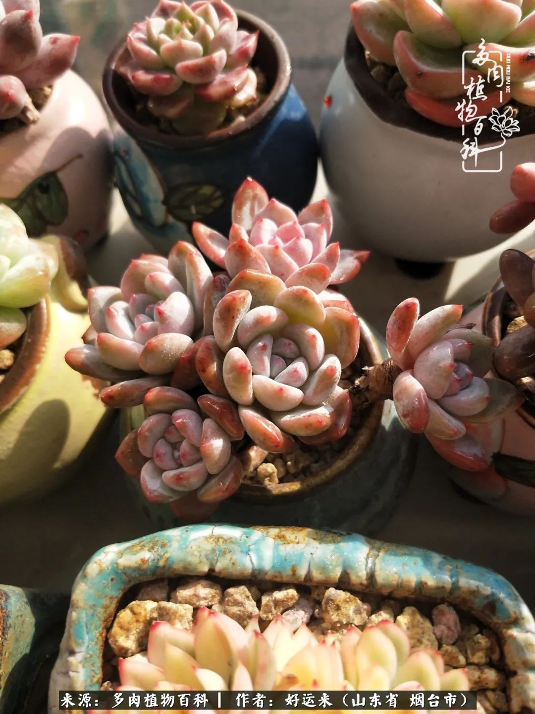 这世上怎么会有那么可爱的小可爱,这世上怎么有这么可爱的小生物