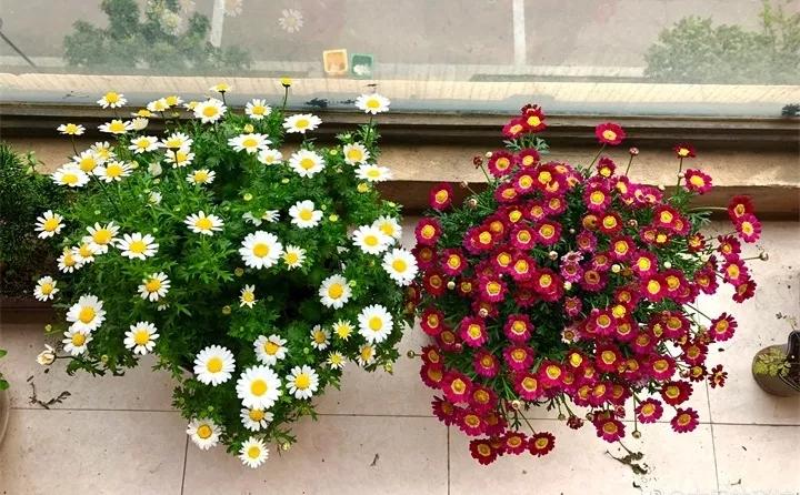 刚买的花，发蔫落苞加黄叶！为什么呢？多半是放错了位置