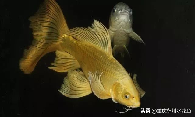 普身蝴蝶鲤和龙凤锦鲤的区别,龙凤锦鲤和蝴蝶锦鲤哪个更贵