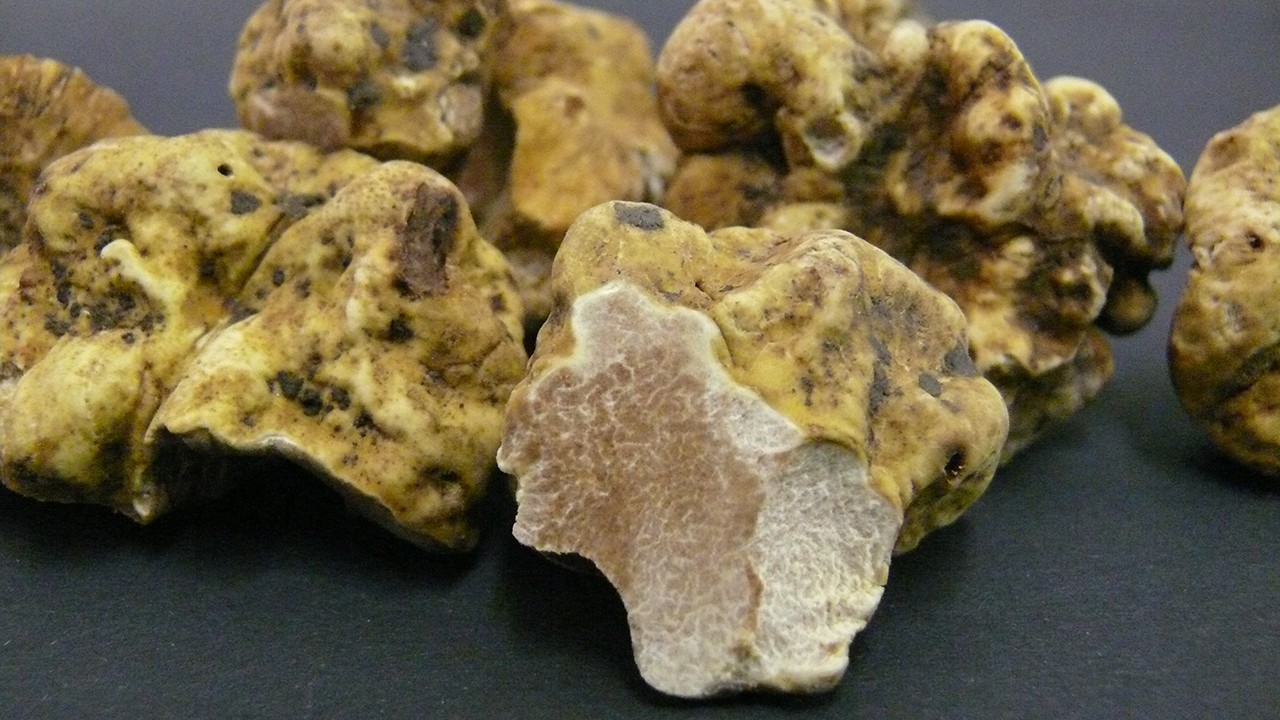 世界最贵蘑菇品种,世界上最贵蘑菇多少钱