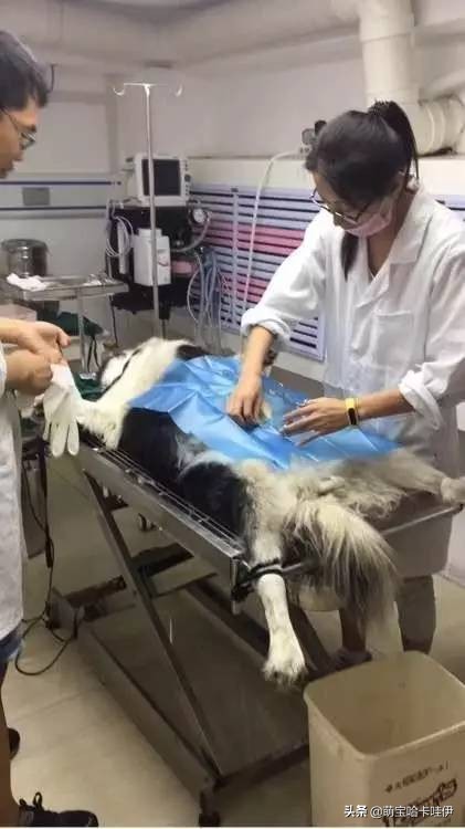 阿拉斯加犬怀孕刨窝,阿拉斯加怀孕多久能看出来肚子大