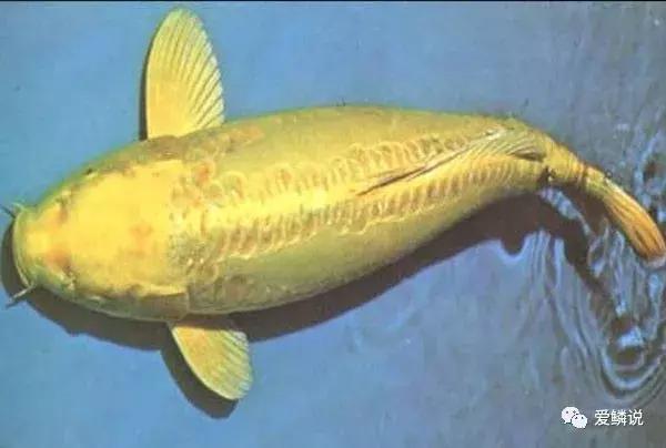 閴磋祻閿﹂菠,閴磋祻閿﹂菠鏁欏