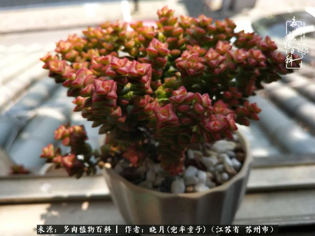 六年时间环游22个国家,却被多肉小萌物征服