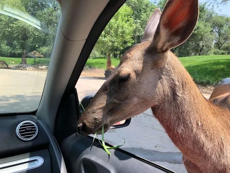 北京梨花旅游攻略,北京旅游攻略大兴庞各庄梨花