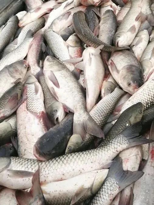 鄂州美食套餐10人餐,鄂州老城区美食团购3-4人套餐