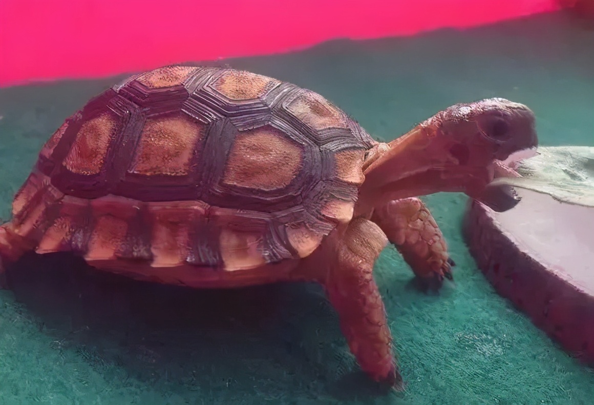 龟类纪录片,龟类图片