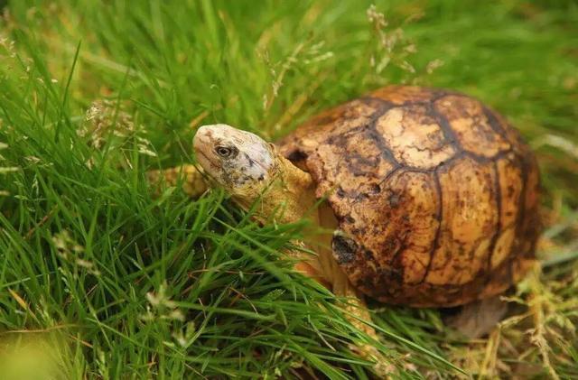 岁月是把杀猪刀？龟的成长中谁的变化大