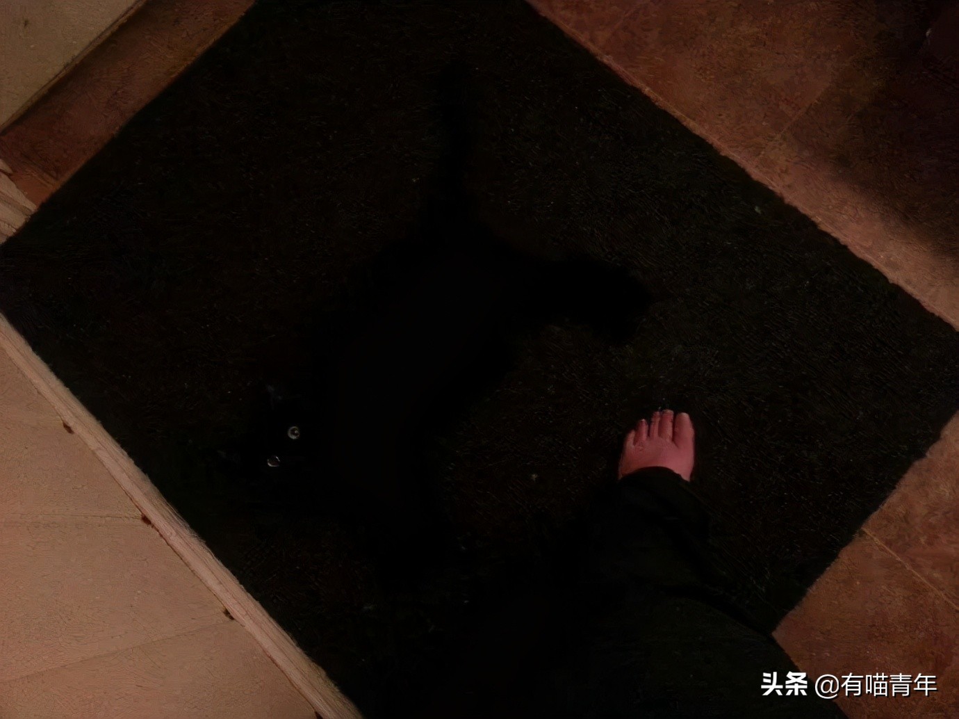 橘猫为什么是魔鬼,橘猫的恐怖之处