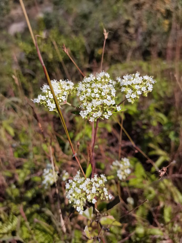 温州瓯海古洞岩景区,温州市瓯海仙岩风景区