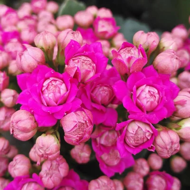 单瓣长寿花品种大全图,长寿花单瓣最好看的品种