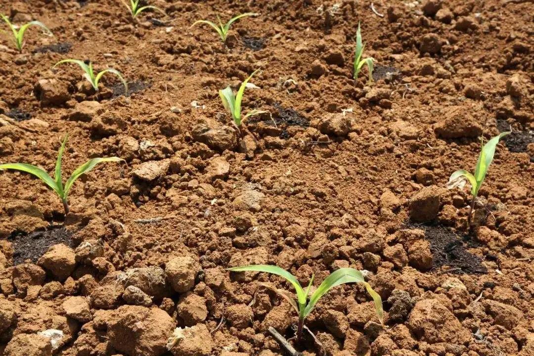 玉米播种深了不旺怎么办,玉米播种后下雨不出苗怎么办