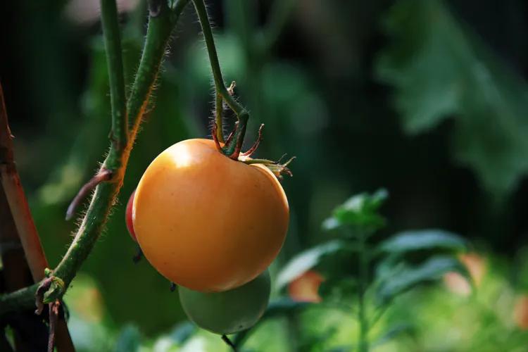 单反快速入门索尼,单反自动挡是哪个