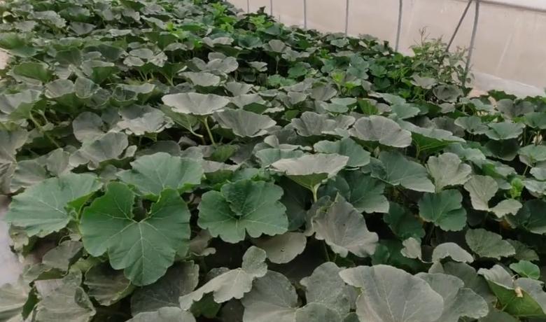 大面积种南瓜如何整枝打杈留瓜,地爬贝贝南瓜双蔓整枝怎么留瓜