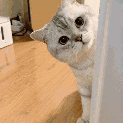 有没有因打狂犬疫苗死亡,因没打狂犬疫苗有死亡的吗