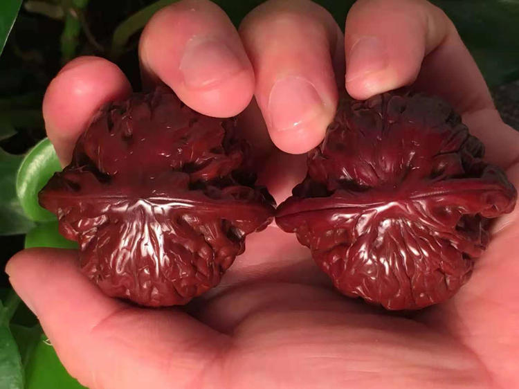 如何把核桃玩得又亮又红,为什么你玩的核桃不亮不红