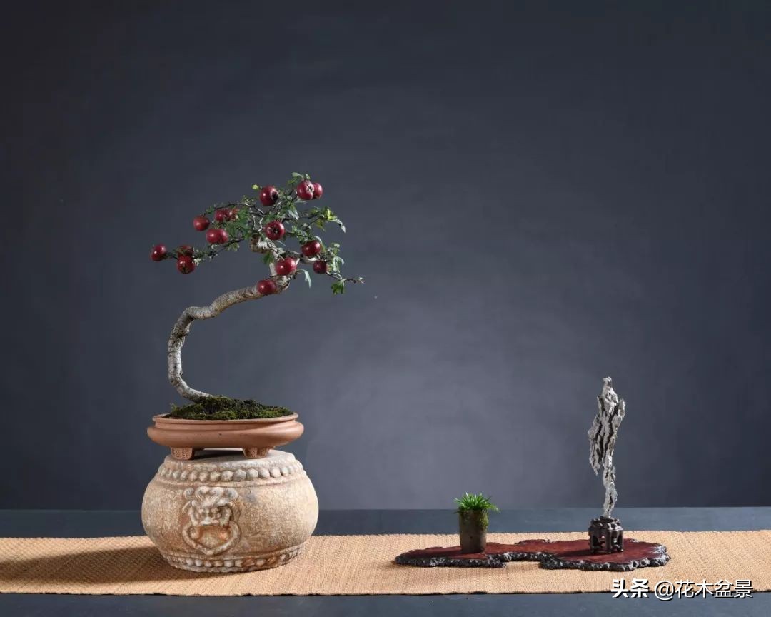 茶桌上养什么盆景植物,最好养的盆景植物推荐
