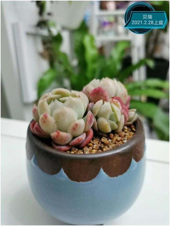 多肉虐我千百遍，我待多肉如初恋