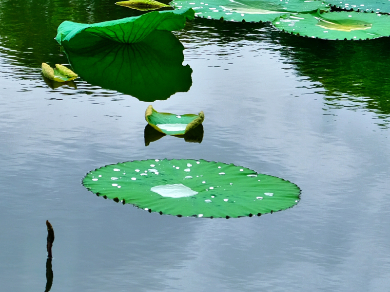 云浮南山森林公园锦鸡,云浮南山森林公园航拍