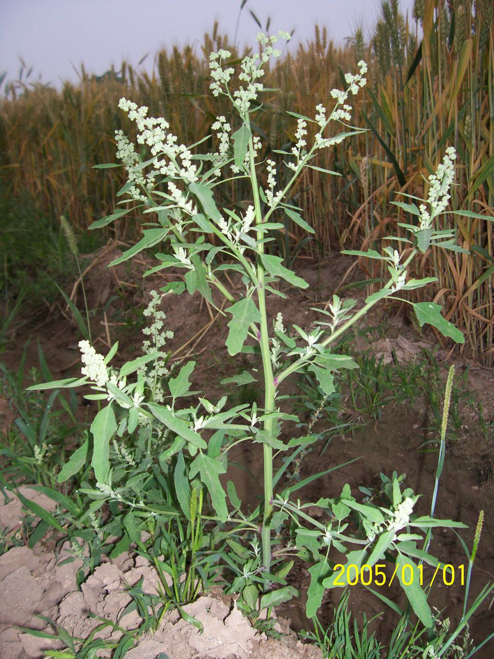 灰藋,灰藋怎么吃