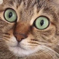 你可能不知道，真正出卖你的是你那“不争气”的瞳孔