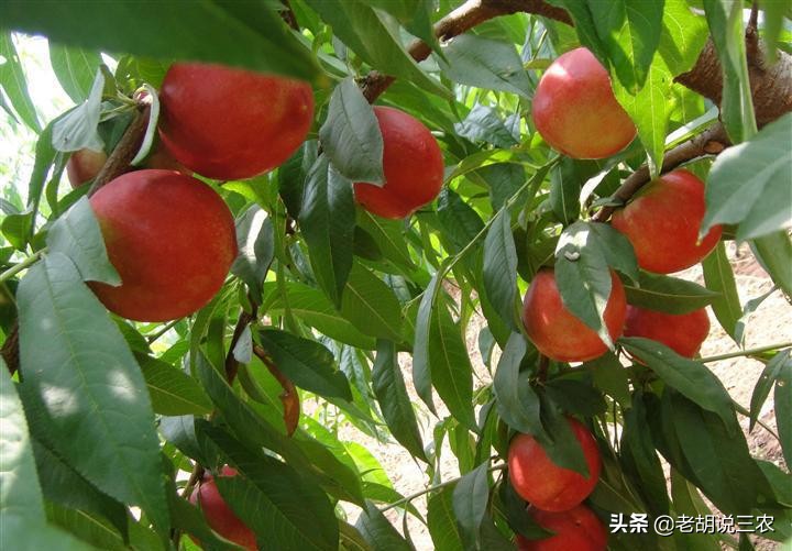 数万斤桃子倾倒路边,几万斤桃子烂树上后续