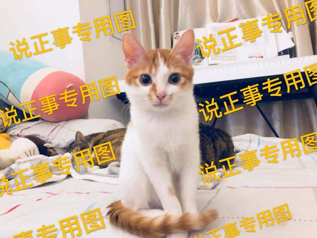 怎么给猫刷牙是正确的,给猫刷牙的正确方式