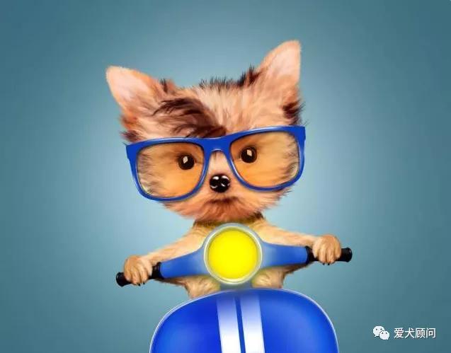 小狗怕坐摩托车怎么办,狗狗不肯坐摩托车怎么办