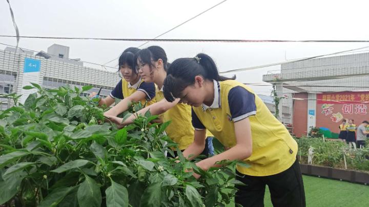 梨园春丰收节,梨树县首届农民丰收节