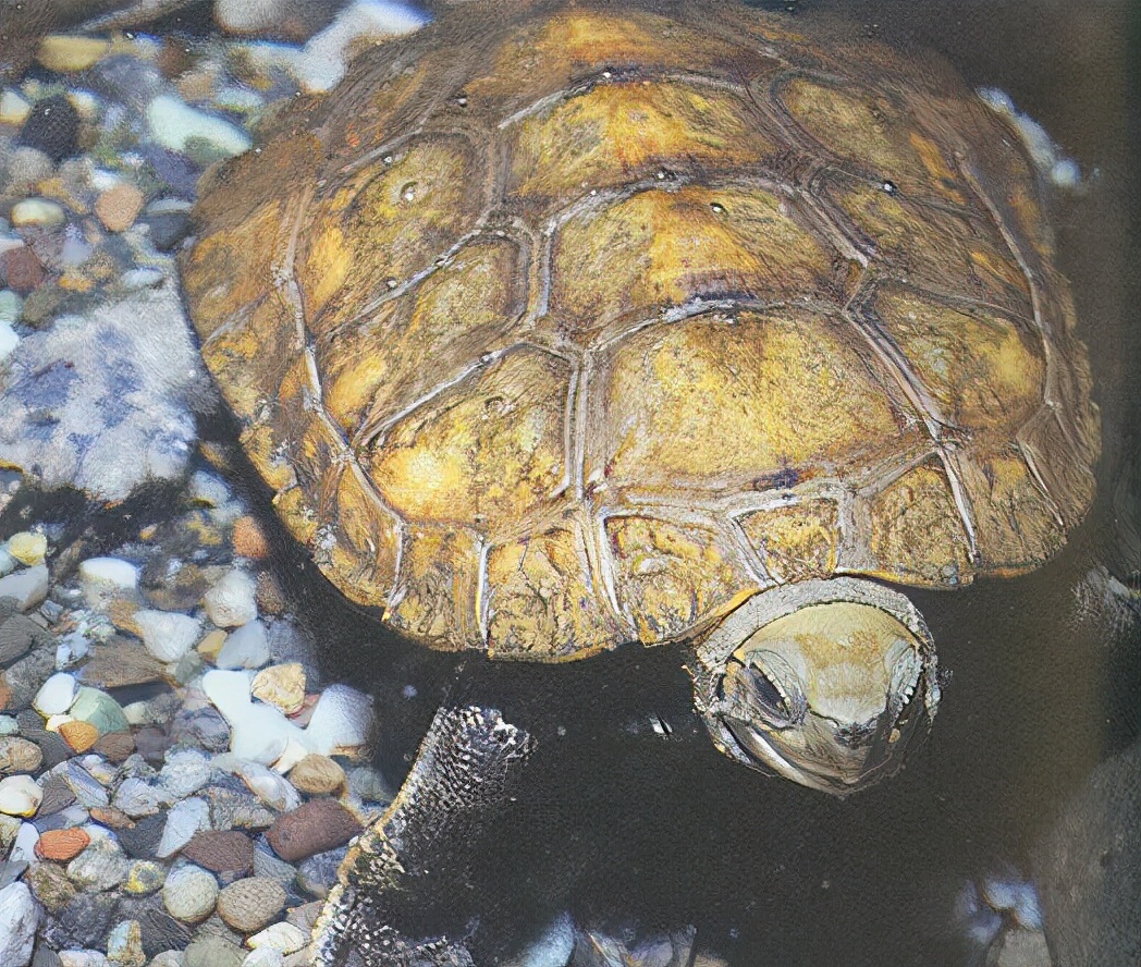 龟类纪录片,龟类图片