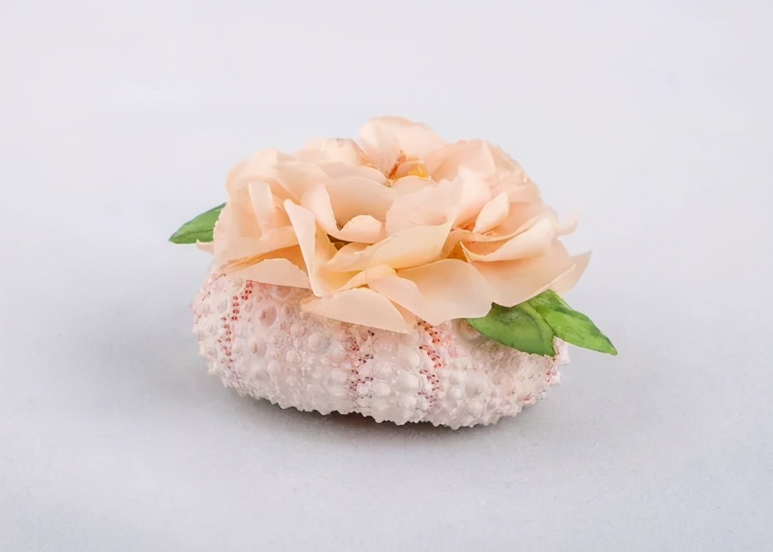 海边捡的贝壳可以做什么手工,贝壳创意手工种花