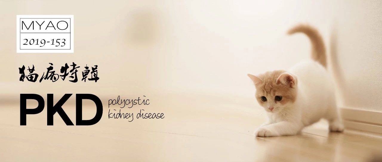 猫咪多囊肾有先天和后天性吗,猫咪多囊肾发病不吃东西