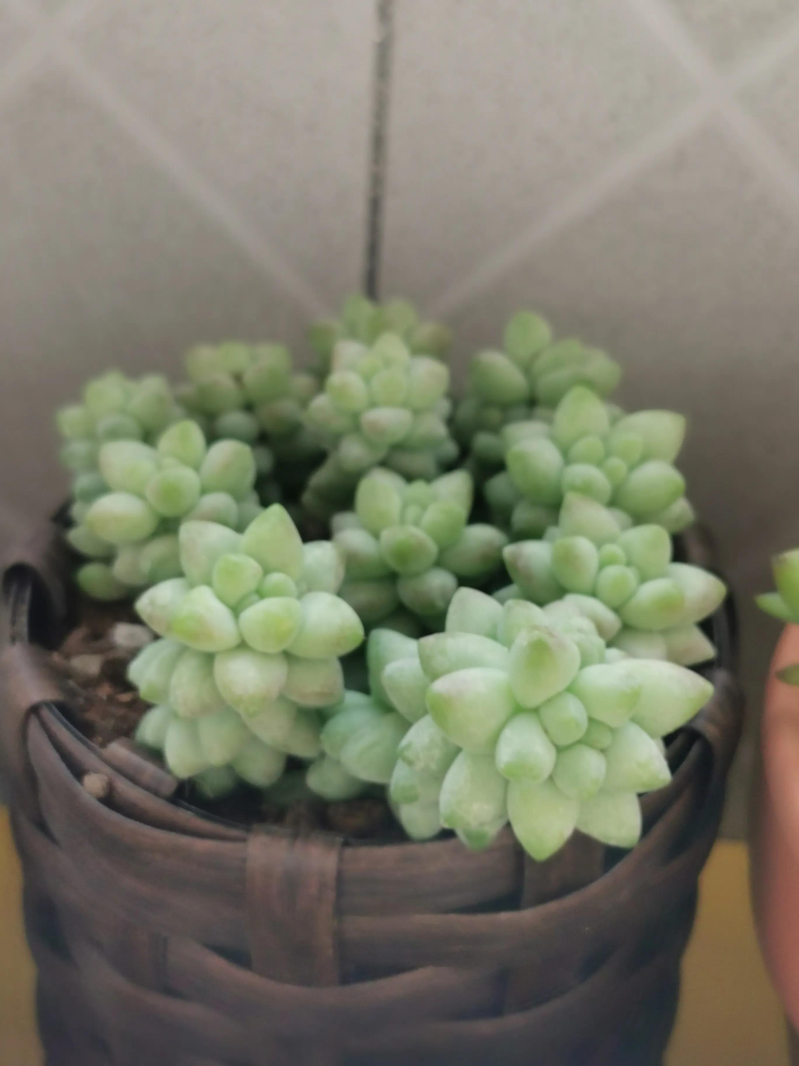 新购大单头多肉上盆,多肉品种大全大集合