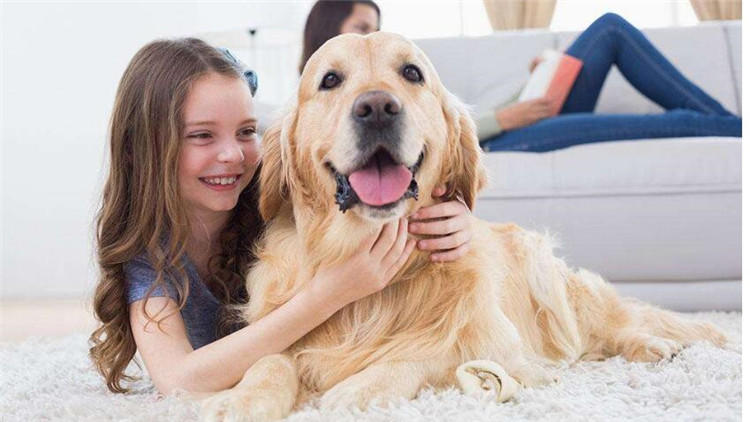 狗狗坐车兜风,狗狗坐车