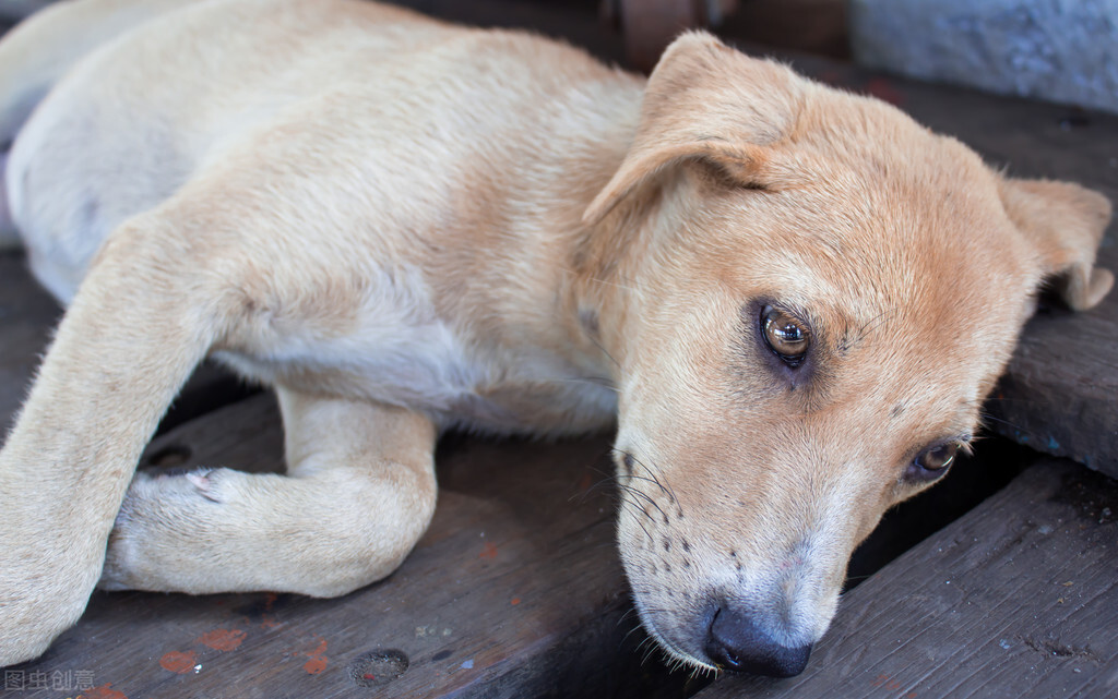 路上撞到猫狗怎么处理,开车撞到猫狗要不要报警