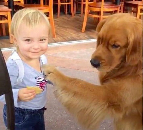 训练兴奋狗狗,训练犬的兴奋方法