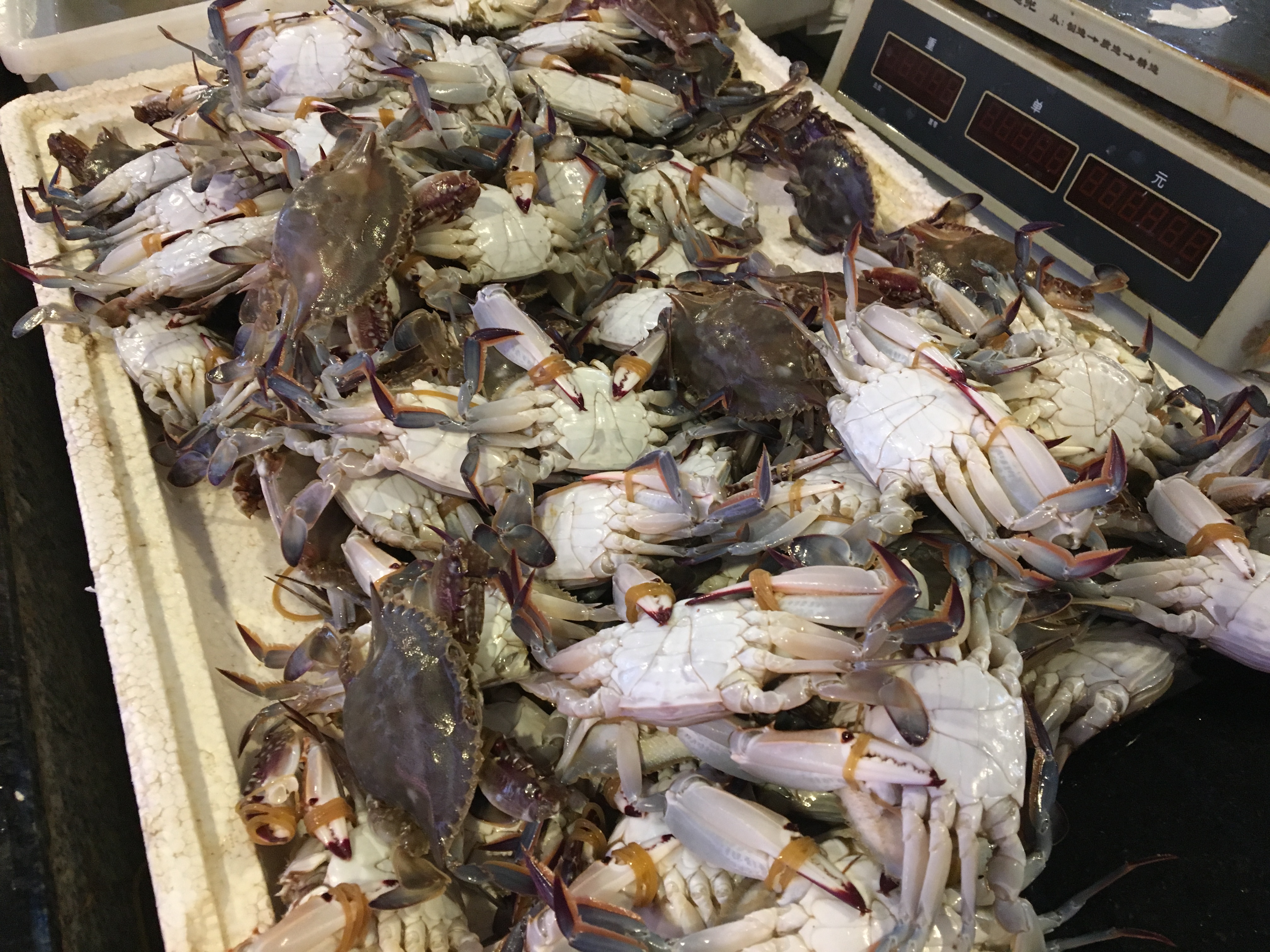 冷冻梭子蟹如何做盐蟹,怎么腌梭子蟹才好吃