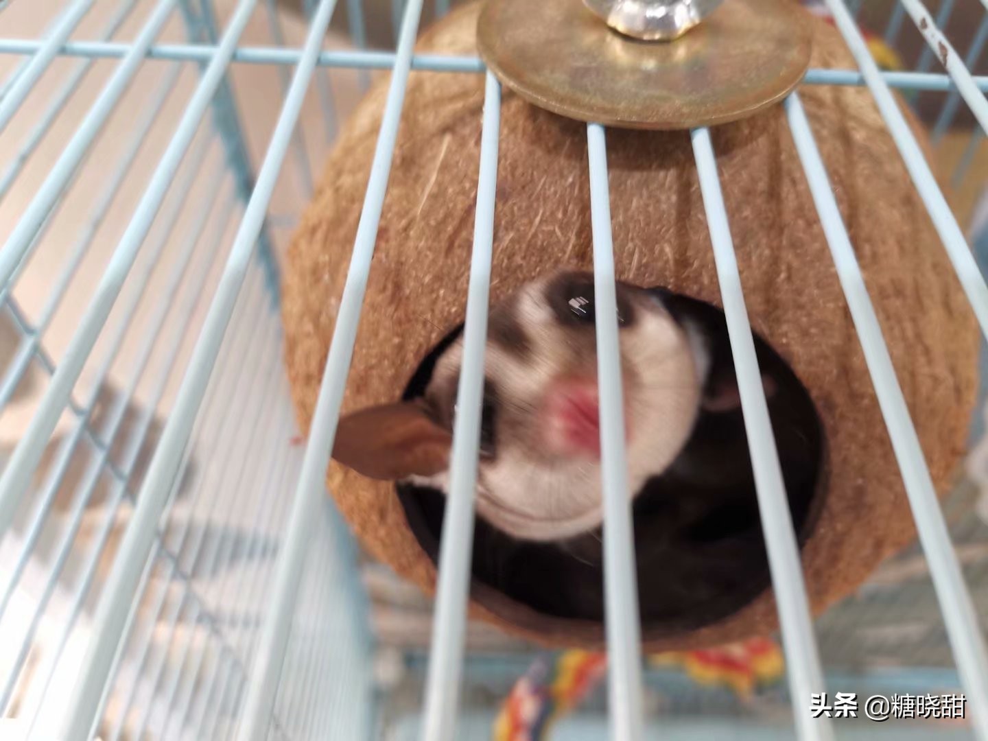 龙猫土拨鼠蜜袋鼯,龙猫真是太可爱了心都要被萌化了