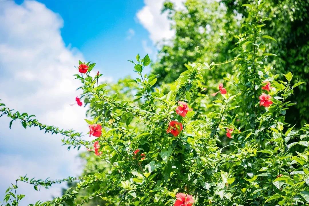 去深圳免费游玩的10个地方,深圳免费游玩景点推荐