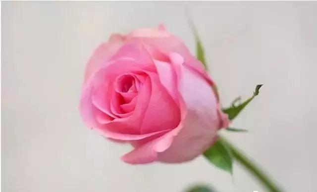 玫瑰花有哪些品种,玫瑰花有哪些品种大全