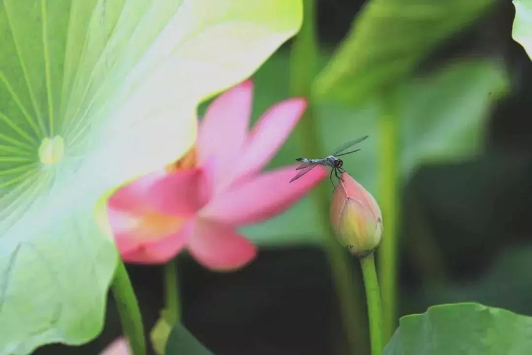 金湖荷花荡图片,金湖荷花荡介绍