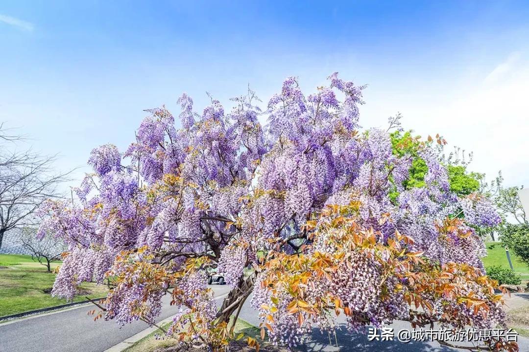 紫藤挂云木花蔓宜阳春下一句,紫藤挂云木花蔓宜阳春整首诗