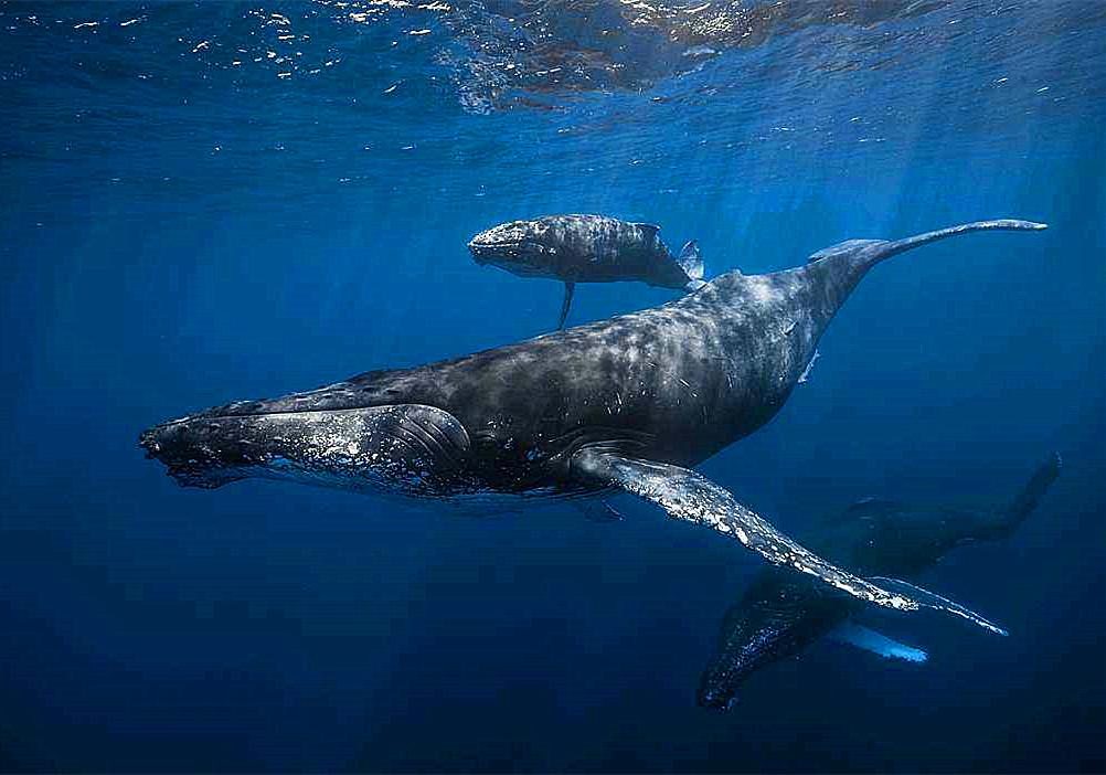 鲸是如何吃奶的,鲸鱼怎么哺乳的动画