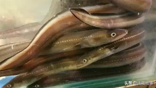 南澳渔民捕鱼视频,南澳渔民出海