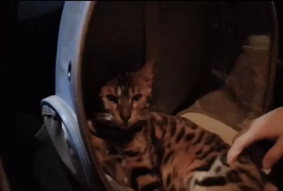 铲屎官旅游小猫咪开门,铲屎官出门猫咪躲床下