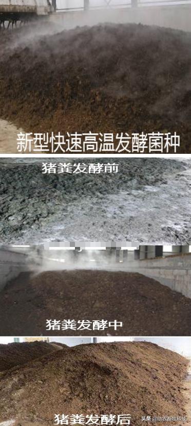 养殖场苍蝇多用什么方法消灭,怎么有效的治理养殖场的苍蝇