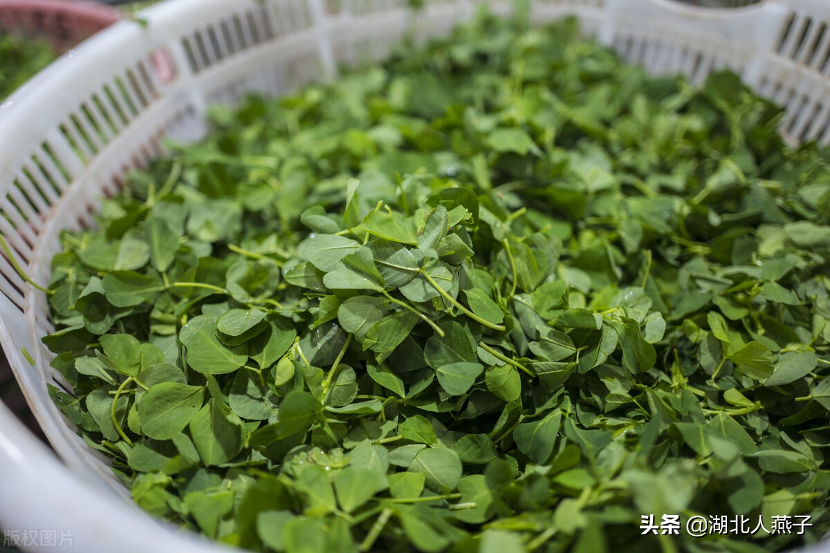 各种可以吃的野菜图片大全及名称 (100种野菜图片大全和名称和吃法)