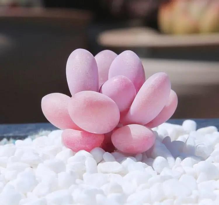 沙雕女主只想退圈穿书,沙雕女主只想退圈完结