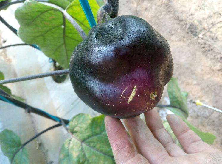 茄子畸形果,茄子有畸形果是什么原因