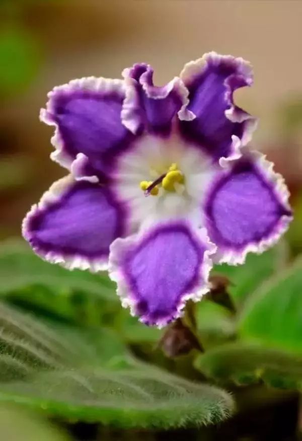 非洲紫罗兰,兼具高贵与易养,稍用心即爆盆