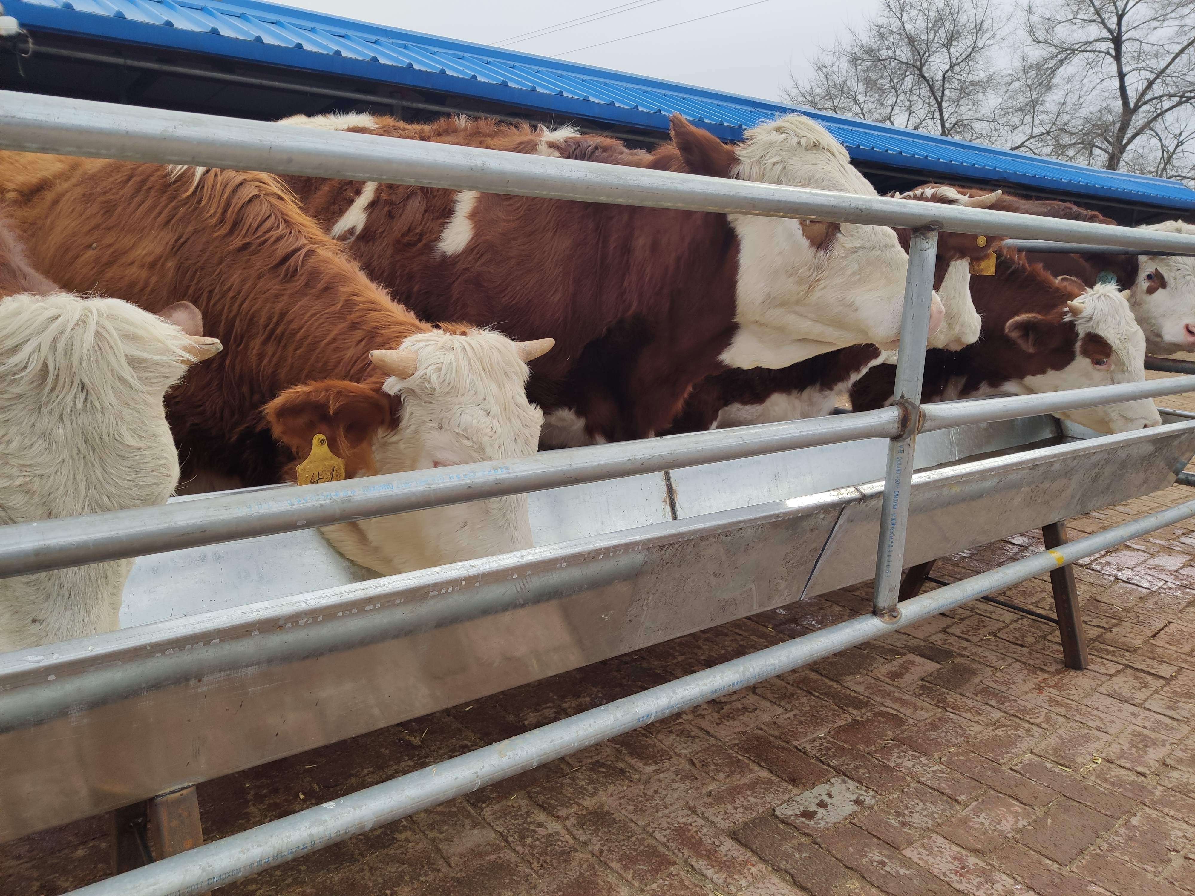 养牛知识牛的正常体温与技术,养牛一定要懂牛的反刍规律